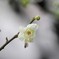 白梅の花びらに凍った雫が・・・