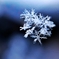 Snow crystal　-ⅱ-