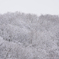 東京、里山、雪化粧