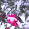 雪と山茶花