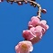 枝垂れ梅の花