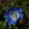 寄って見るネモフィラ1
