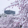 雪の河津桜
