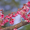 寒緋桜