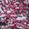 紅梅に雪