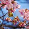 桜、サクジロー