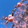 枝垂れ梅の開花