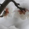 梅に雪