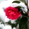 雪被る寒椿。