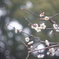 雨上がりの白梅１