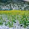 菜の花に雪