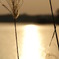 reflection