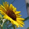IMGP0918