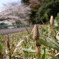 つくし