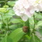 ６月の主役たち