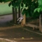 えいっ！　ムクドリ