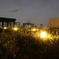 お台場の夜景（ライトと一緒に）
