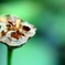 ハスの花托
