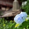 花を愛でる