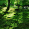 Forest of the morning
