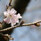 春の寒桜