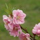 桃の花