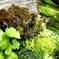ritsurin park -苔-