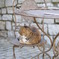 デュルビュイの街角５　ねこ