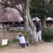 樹齢４００年（４）
