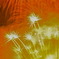  Hanabi　Palm trees