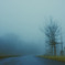 Fog
