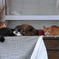 猫の親子　晩夏の午後