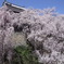 桜満開