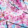 桜満開