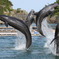 JUMP x4 ! !
