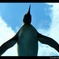 Flying penguin
