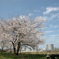 昼休みの桜