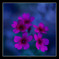 Color of Love