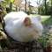 哲学の猫