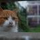 a stray cat