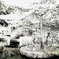真夏の雪