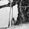 MONOCHROME　年輪