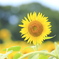 bIMG_11-08-24_033