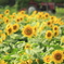 bIMG_11-08-24_036