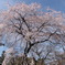 しだれ桜