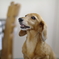 ミス犬