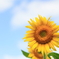 残暑お見舞い申し上げます...