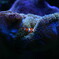 healing nemo