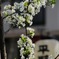 桜の親族すもも(バラ科サクラ属)