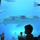 ちゅら海水族館　花より団子
